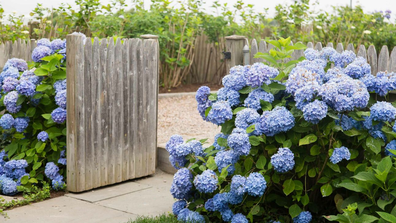 Hydrangea flowers outside the School House cottage.
