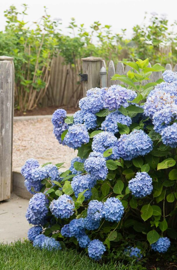 Hydrangea flowers outside the School House cottage.