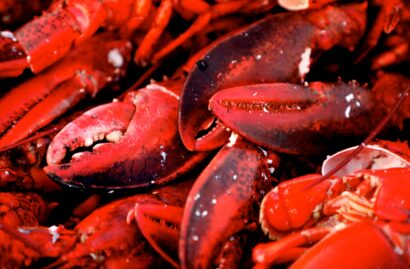 Close-up of several red lobster claws piled on top of each other.