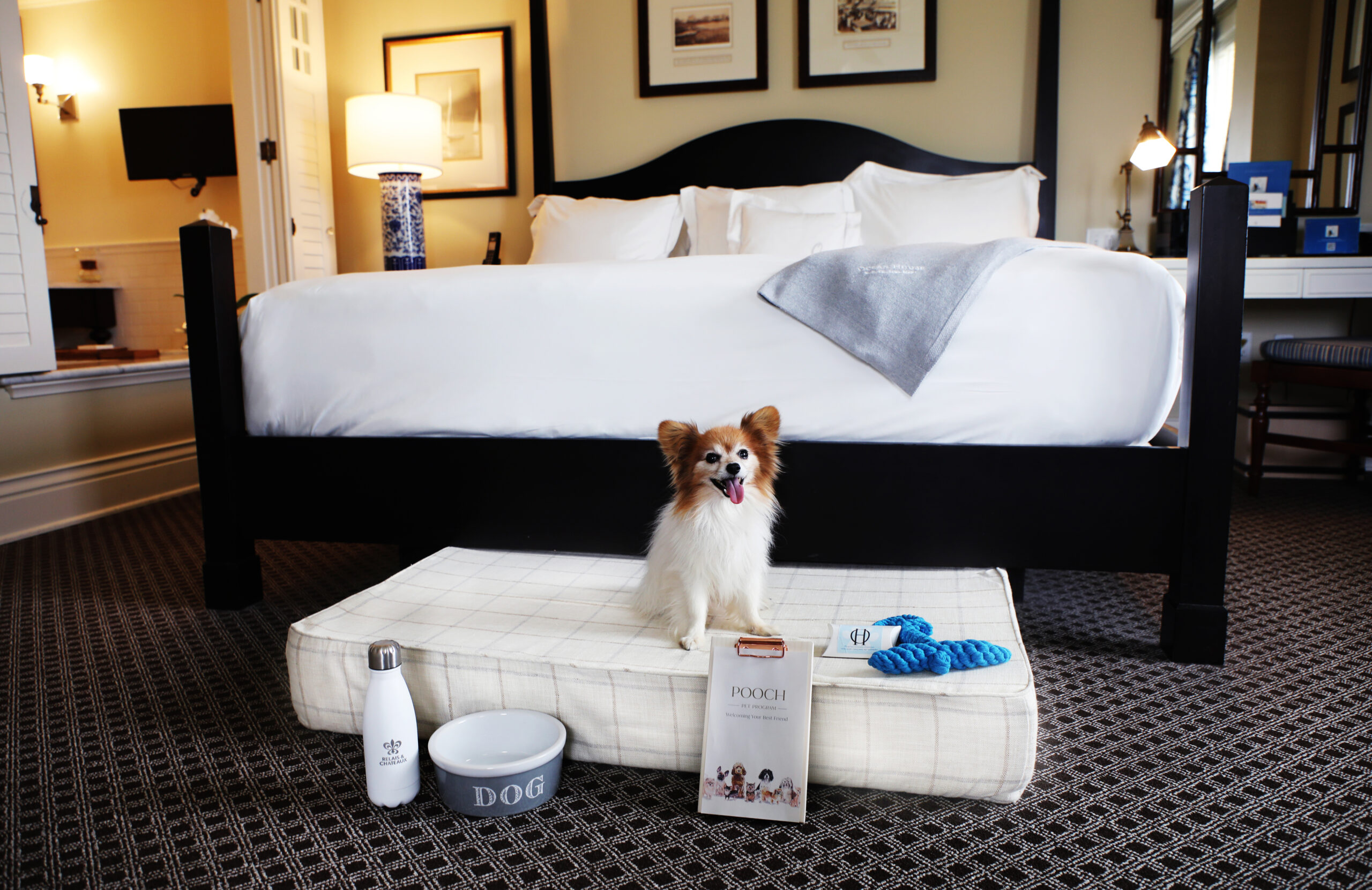 Pet Friendly Dog Homestay Near Me Dog Boarding House Sitting Fees